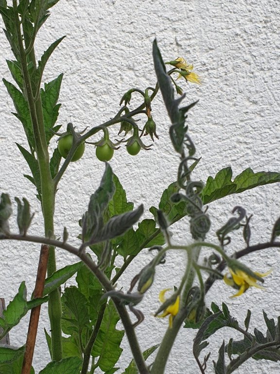 240717 tomates cerise.jpg