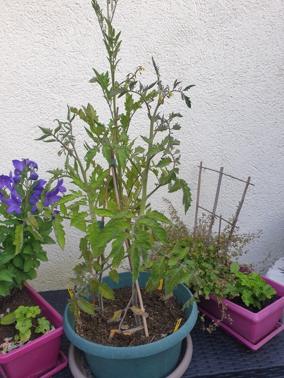 240717 tomates en pot.jpg