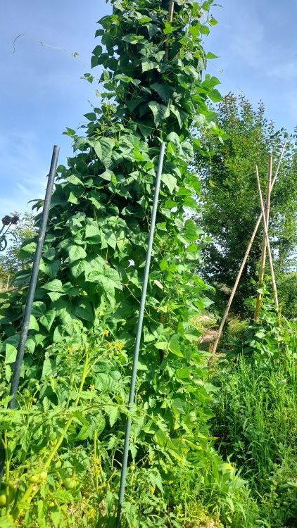 Plus de 4 m pour les haricots d'Echenans !