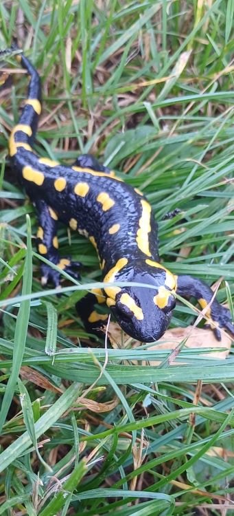 salamandre
