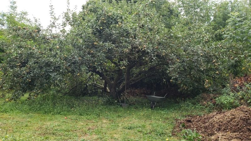 POMMIER AOUT 2024.jpg