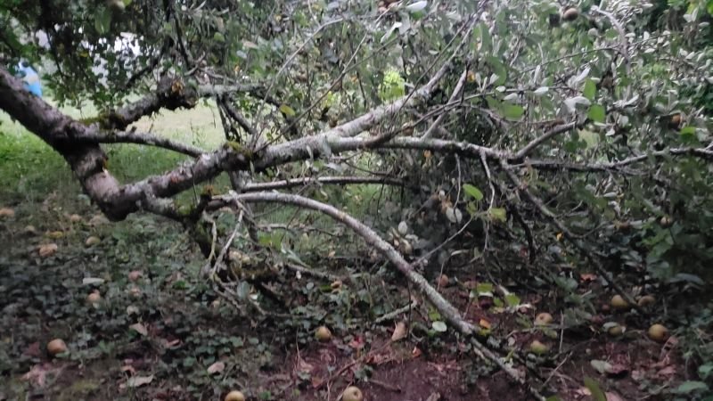 BRANCHE CASSEE.jpg
