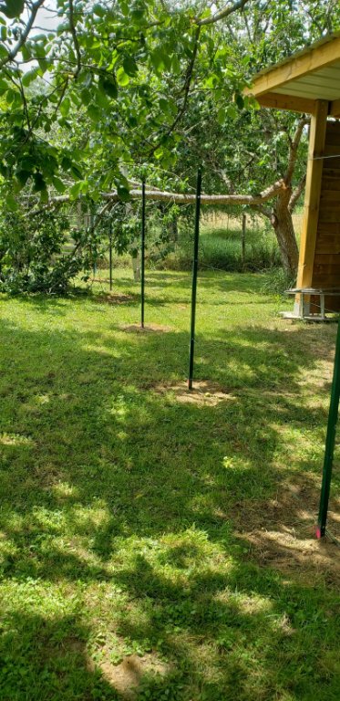 BRANCHE CASSEE PRUNIER 2023.jpg