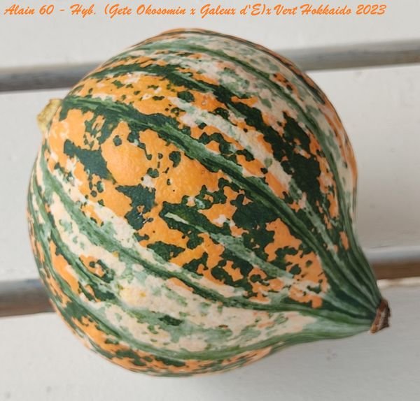 Hyb 2023.jpg