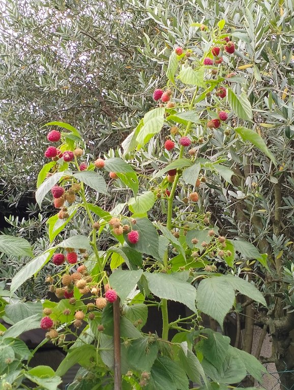 IMG20240805091017.jpg