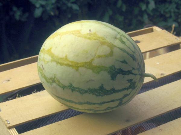 pastek-mure.jpg
