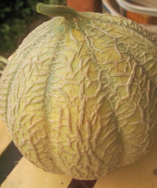 melon_mur.jpg