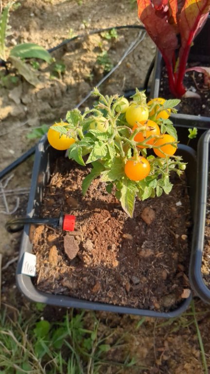 Tomate censée être 646