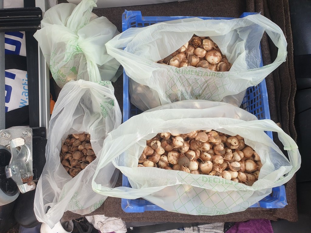 240820 cormes de safran.jpg
