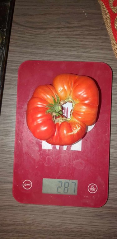 Tomate cuarentena originale