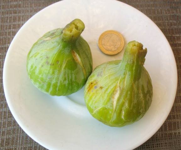 figu-blanch.jpg