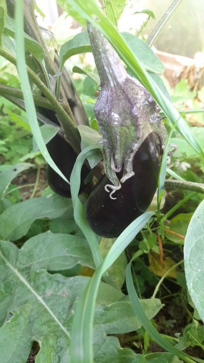 28-8-24 aubergines.jpg