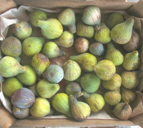 figues3.jpg