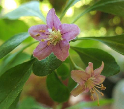 goji-fleur1.jpg