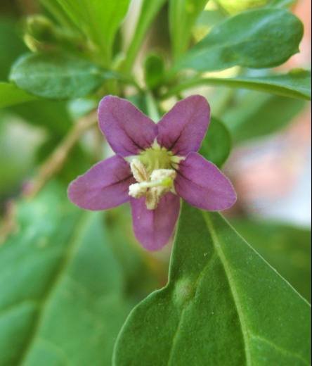 goji-fleur2.jpg