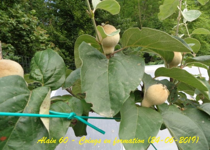 Coings +.JPG