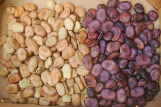 feves-grains.jpg
