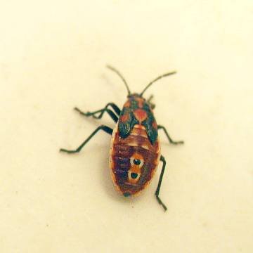 coléopter1.jpg