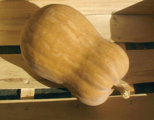 cucurb-Mosca2.jpg