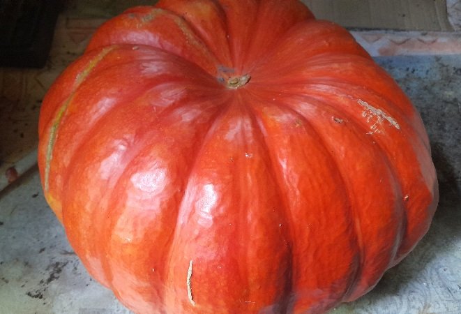 Potiron rouge vif d'Etampes (10kg)
