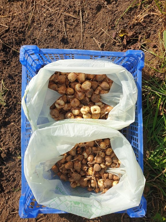 240917 reliquat de cormes.jpg