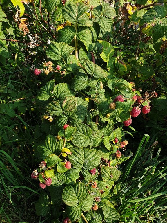 240920 framboisier_2.jpg