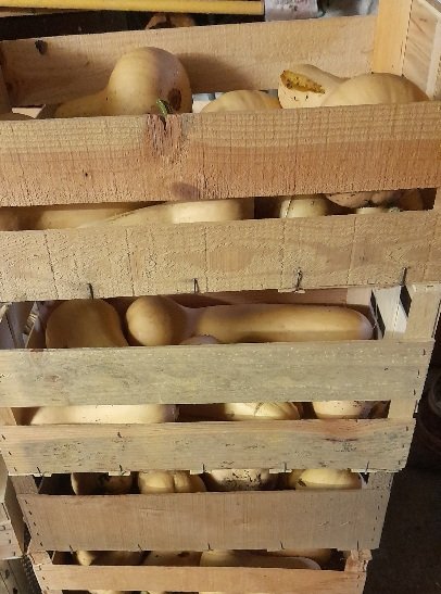 Les butternut