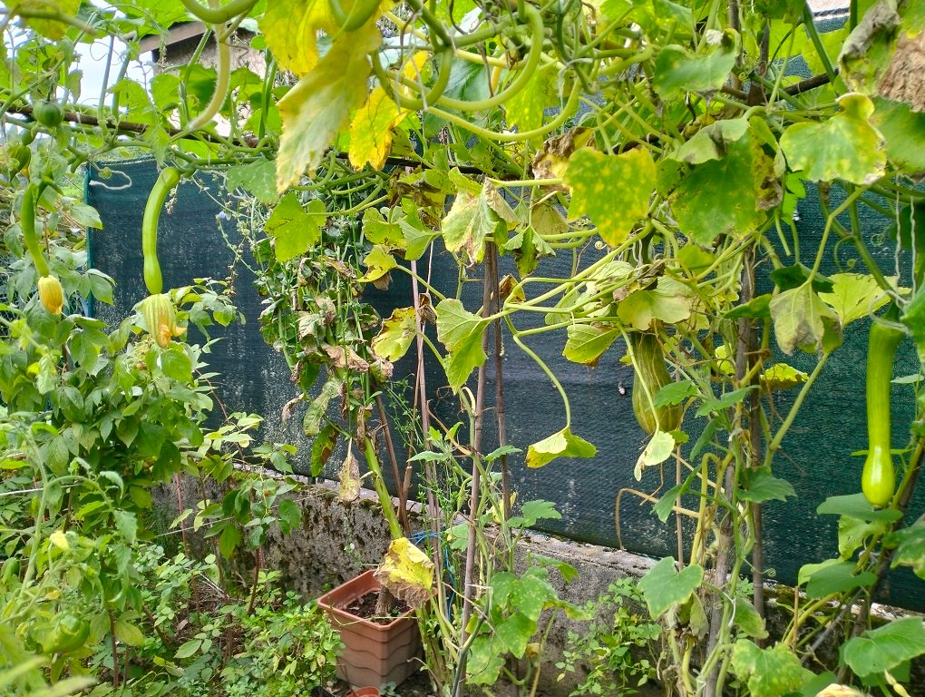 IMG20241001100125.jpg