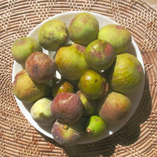 figu-oct.jpg