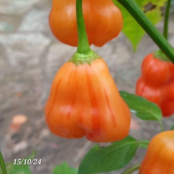 20241015_221429.jpg