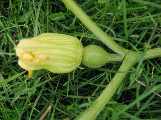 cucurb-oct1.jpg