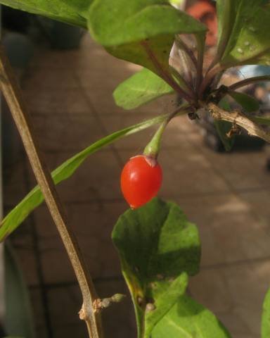 goji-1erfruit.jpg