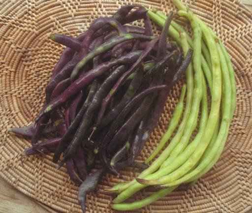 haricots.jpg