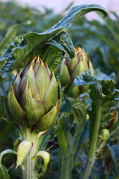 Carciofi_spinosi_di_Albenga.JPG