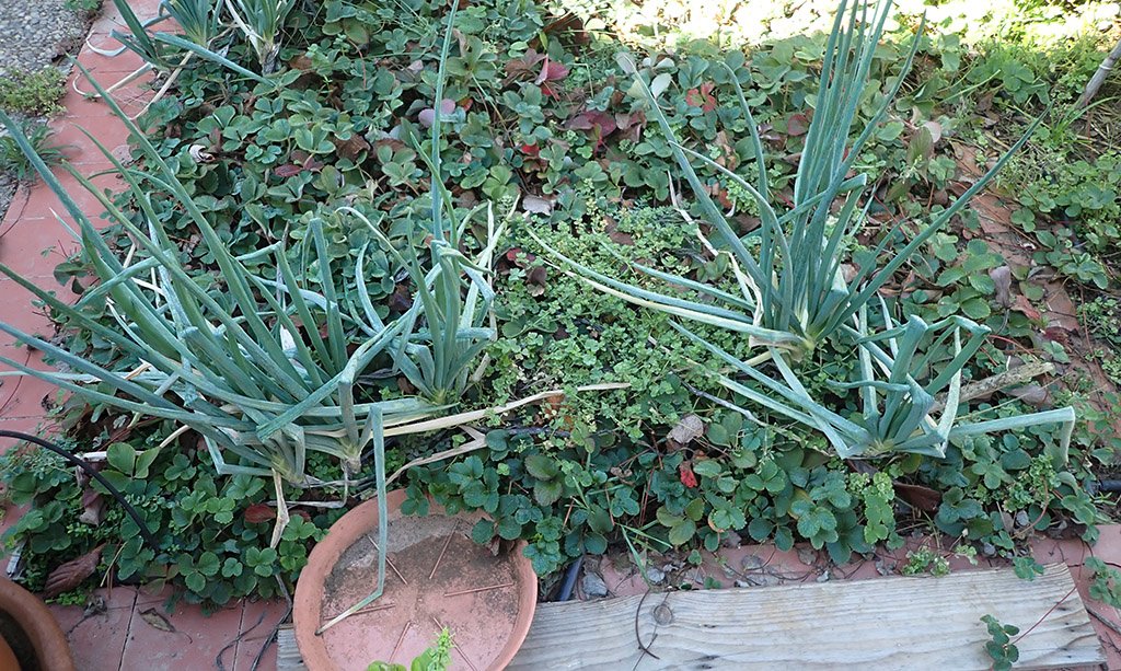 PA210004.JPG