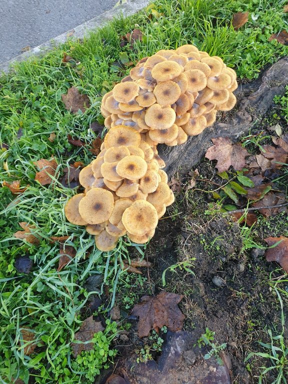 241024 champignons.jpg