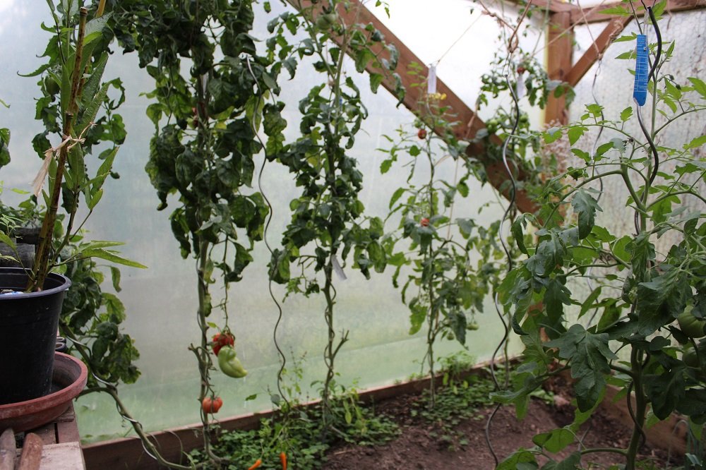 241101_tomates-serres_IMG2705red.jpg