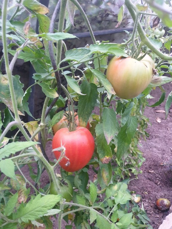 241101 tomate_1.jpg