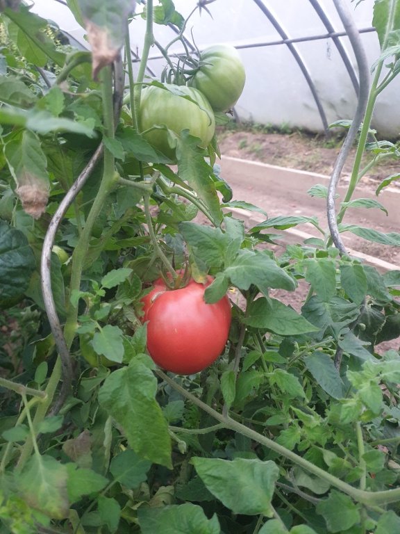 241101 tomate_2.jpg