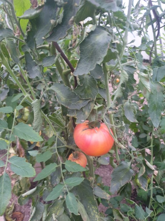 241101 tomate_3.jpg