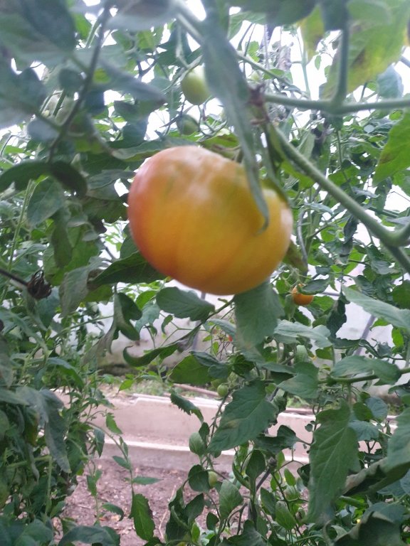 241101 tomate_4.jpg
