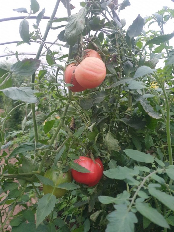 241101 tomate_5.jpg