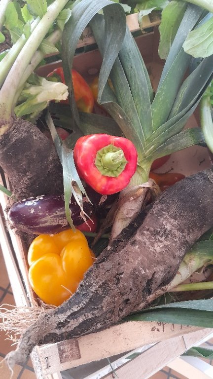 Poireaux/radis noirs/betteraves/fenouils/poivrons/aubergines/etc...
