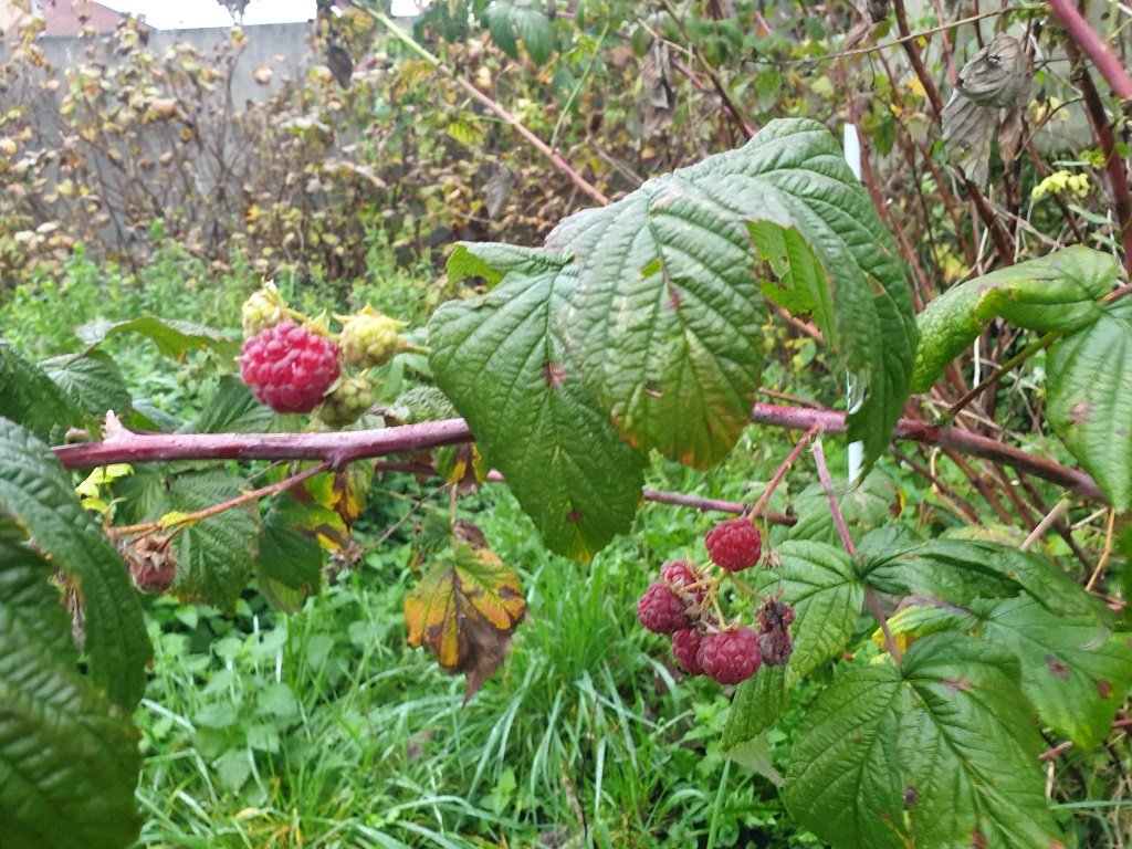 241109 framboises.jpg