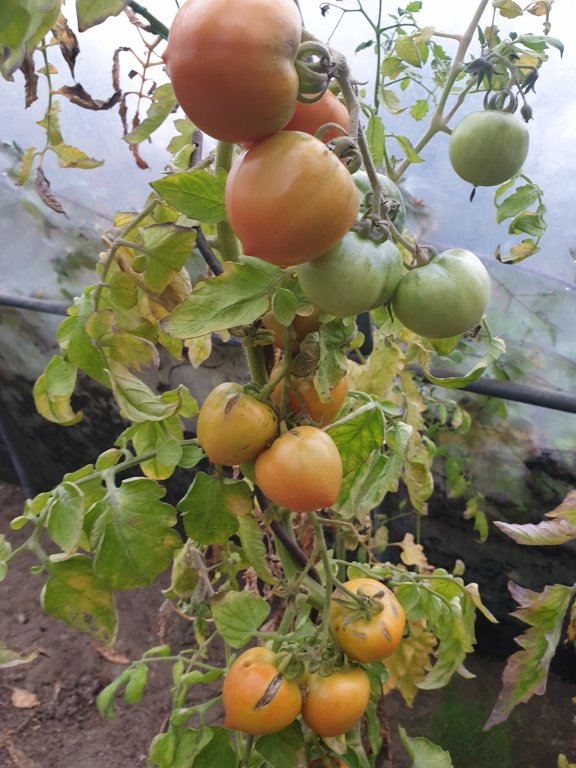 241109 tomate Tica ne mûrit pas.jpg