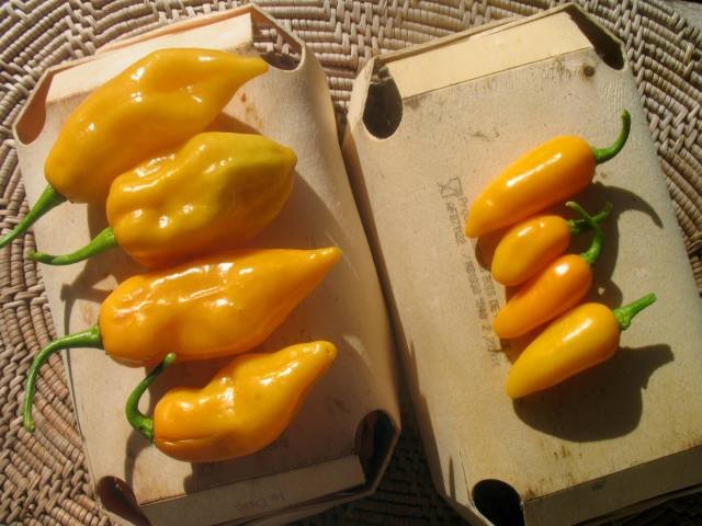 pim-vgxgs-j_fruits.jpg