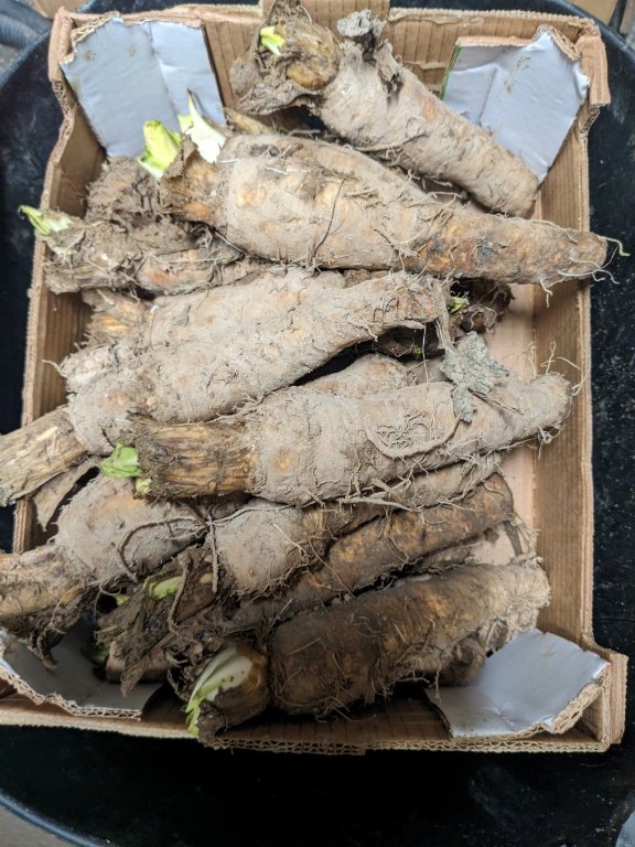racines endives.jpg