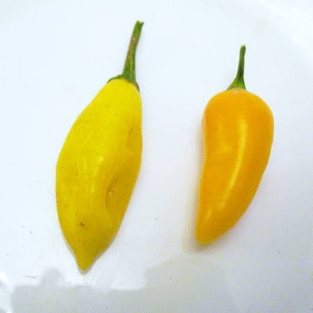 lemon-vs-VGGSsmall.jpg