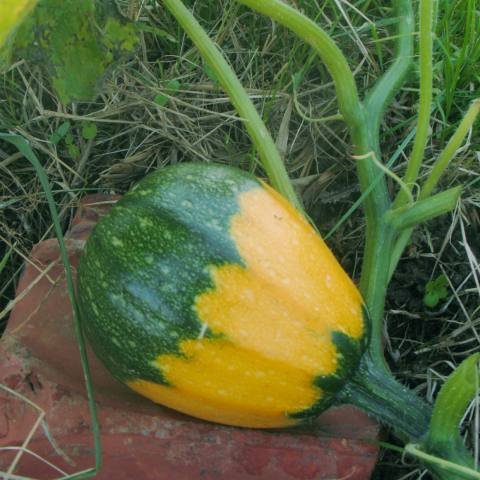 courge-der.jpg