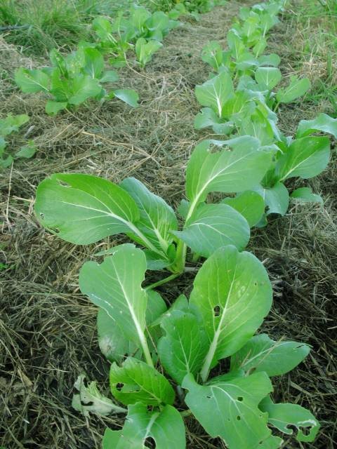 pakchoi-jeunes.jpg